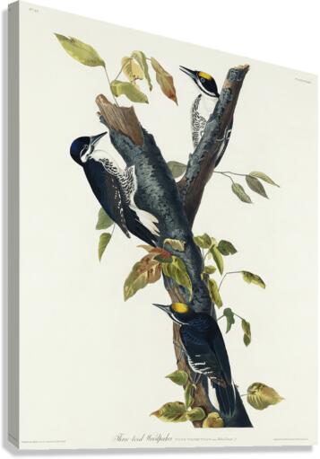 Three-toed Woodpecker Canvas Print