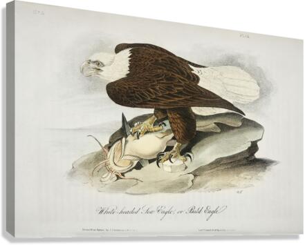 White Headed Sea Eagle or Bald Eagle Canvas Print