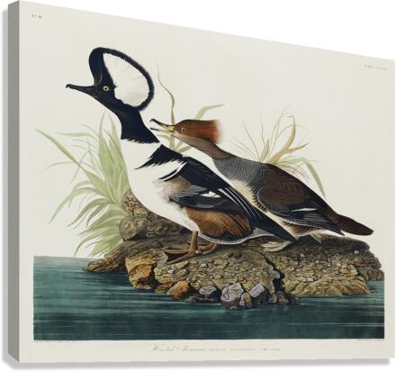 Hooded Merganser Canvas Print