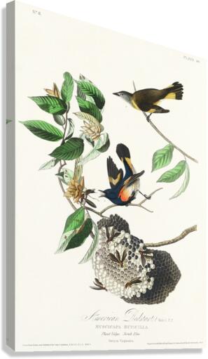 American Redstart Canvas Print