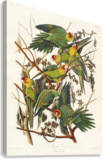 Carolina Parrot Canvas Print
