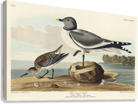 Fork-tailed Gull Canvas Print