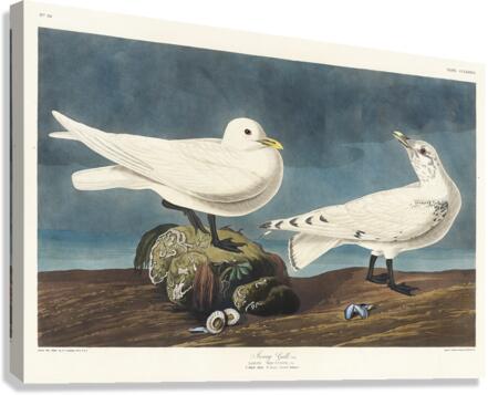 Ivory Gull Canvas Print
