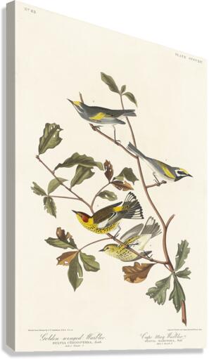 Golden-winged Warbler and Cape May Warbler Canvas Print