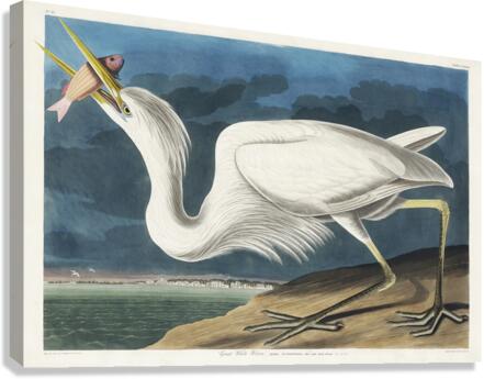 Great White Heron Canvas Print