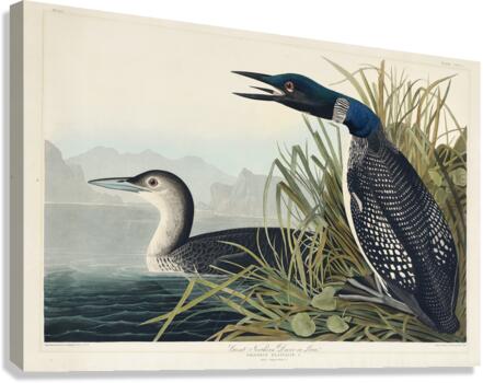 Great Northern Diver or Loon Canvas Print