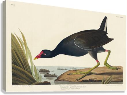 Common Gallinule Canvas Print