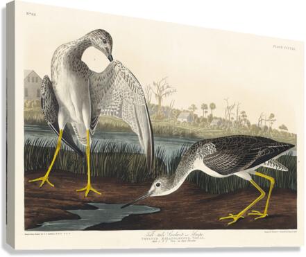 Tell-tale Godwit or Snipe Canvas Print