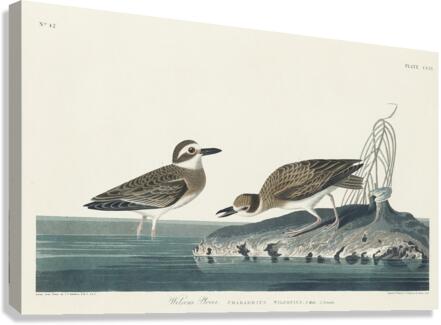 Wilsons Plover Canvas Print