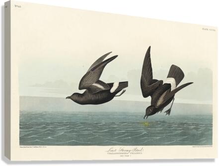Least Stormy-Petrel Canvas Print