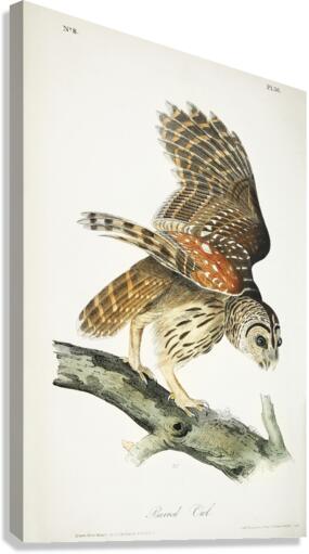 Barred Owl Canvas Print