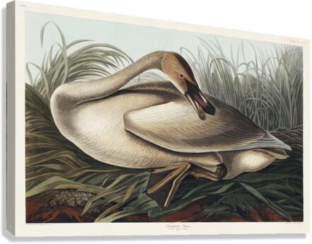 Trumpeter Swan Canvas Print
