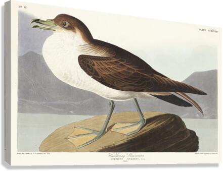 Wandering Shearwater Canvas Print