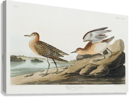 Buff breasted Sandpiper Canvas Print