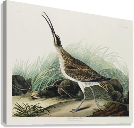 Hudsonian Curlew Canvas Print