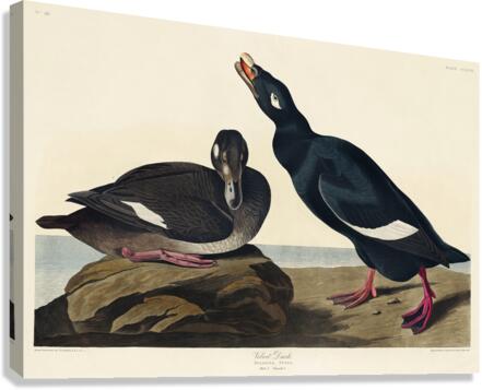 Blue-eyed yellow Warbler Canvas Print