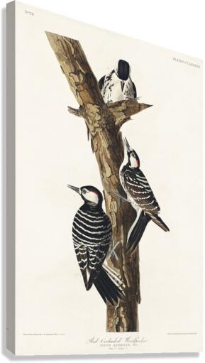 Red-Cockaded Woodpecker Canvas Print
