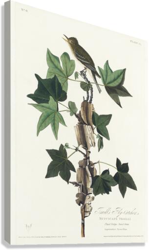 Traills Flycatcher Canvas Print