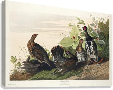 Spotted Grouse Canvas Print