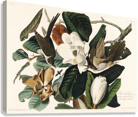 Black-billed Cuckoo Canvas Print