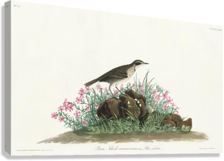 Prairie Titlark Canvas Print