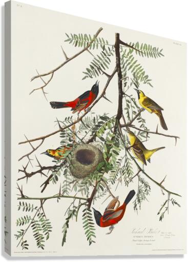 Orchard Oriole Canvas Print