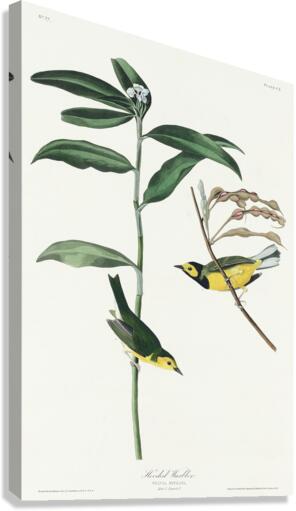 Hooded Warbler Canvas Print