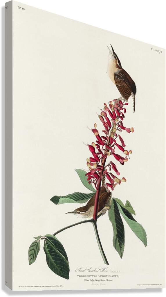 Great Carolina Wren Canvas Print