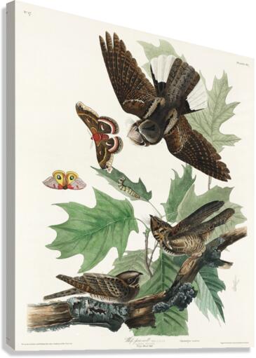 Whip-poor-will Canvas Print