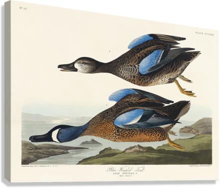 Blue-Winged Teal Canvas Print