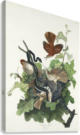 Ferruginous Thrush Canvas Print