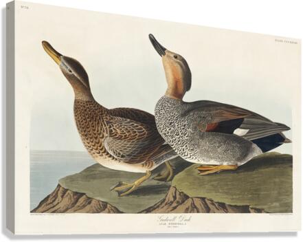 Gadwall Duck Canvas Print