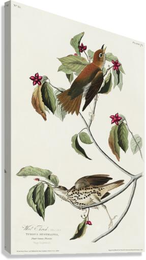 Wood Thrush Canvas Print