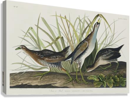 Sora or Rail Canvas Print