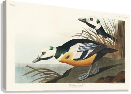 Western Duck Canvas Print