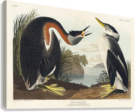 Red-necked Grebe Canvas Print