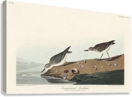 Semipalmated Sandpiper Canvas Print