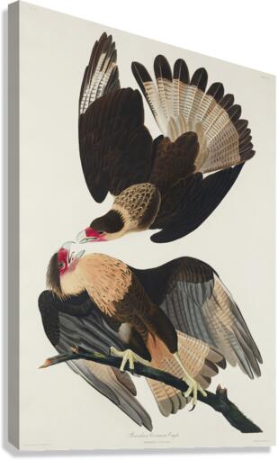 Brasilian Caracara Eagle Canvas Print