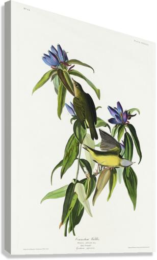 Connecticut Warbler Canvas Print
