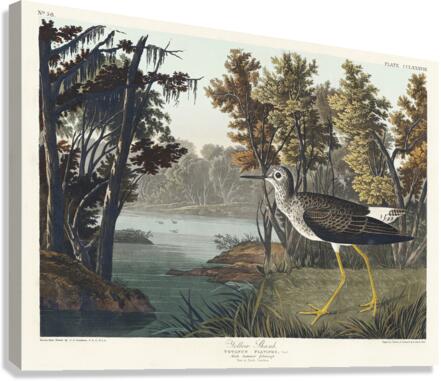 Yellow Shank Canvas Print