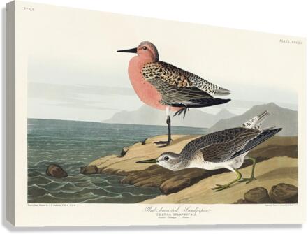 Red-breasted Sandpiper Canvas Print