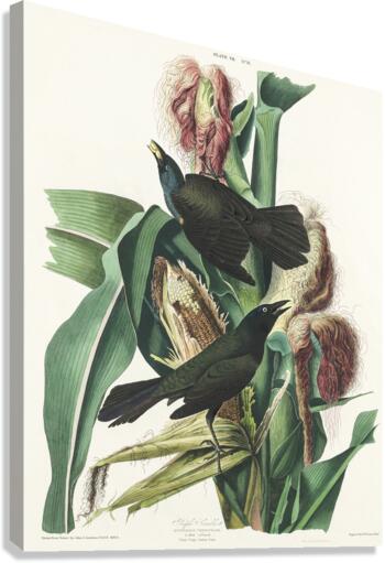 Purple Grakle or Common Crow Blackbird Canvas Print