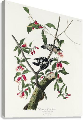 Downy Woodpecker Canvas Print