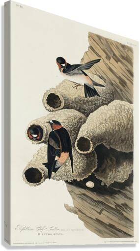 Republican or Cliff Swallow Canvas Print