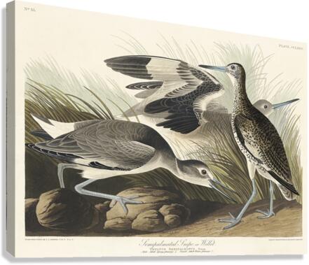Semipalmated Snipe or Willet Canvas Print