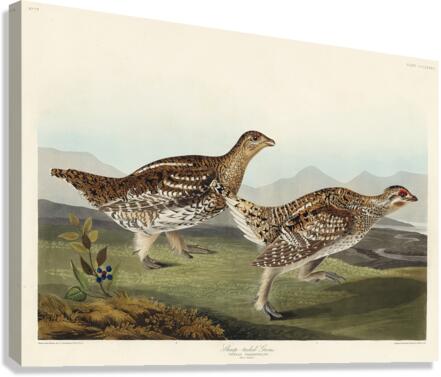 Sharp-tailed Grouse Canvas Print
