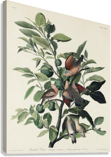 Ground Dove Canvas Print