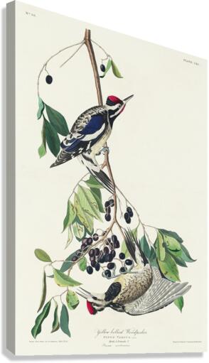 Yellow bellied Woodpecker Canvas Print