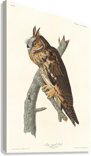 Long-eared Owl Canvas Print