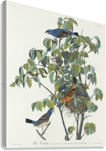 Blue Grosbeak Canvas Print